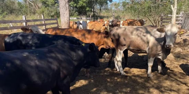 Por gusano barrenador, EU mantiene suspensión de importación de ganado mexicano; anuncia inversión de 21 mdd para erradicar plaga