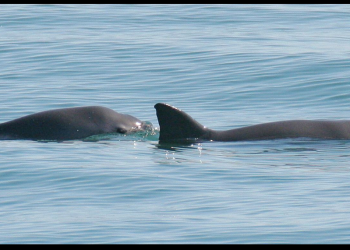 La asombrosa vaquita mexicana, una batalla contra la extinción