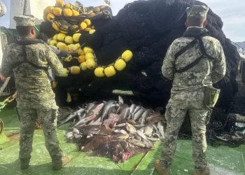 Aseguran 62 tiburones y 4 mantarrayas en Santa Rosalía durante operativo naval