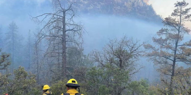 Incendio forestal devasta 2 mil hectáreas en sierra de Agua Prieta, Sonora; lleva activo 5 días