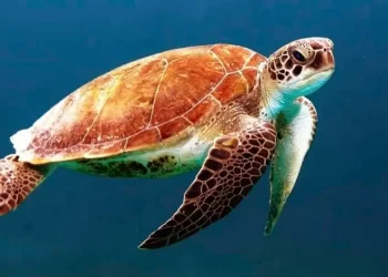 Tortugas marinas: especies en peligro que exigen proteger los mares