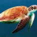 Tortugas marinas: especies en peligro que exigen proteger los mares