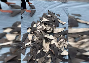 Profepa lleva ante la justicia un gran cargamento ilegal de aletas de tiburón