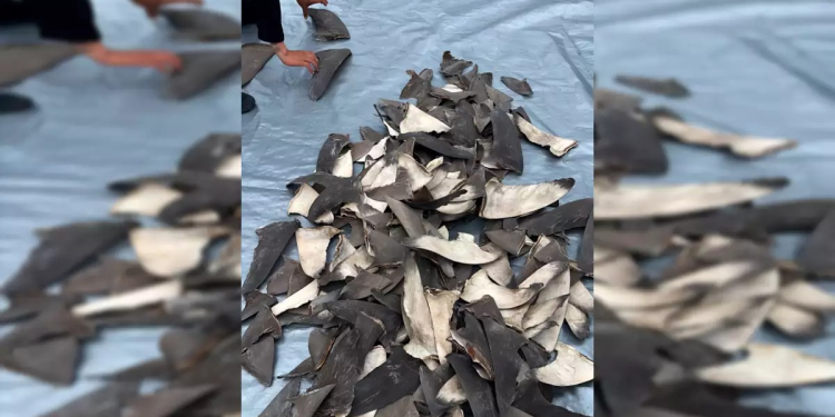 Profepa lleva ante la justicia un gran cargamento ilegal de aletas de tiburón