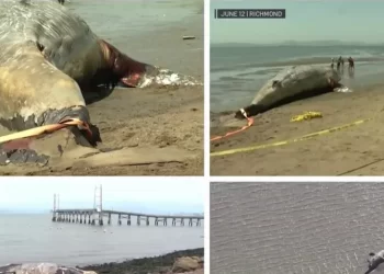 Preocupación ante alta tasa de muertes de ballenas grises en las costas de California