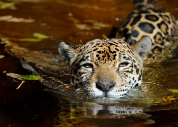 Comprar un collar online de garras de jaguar: México encabeza el tráfico ilegal de felinos
