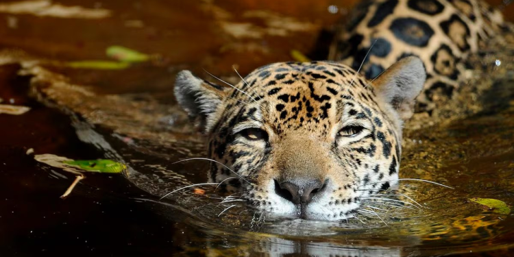 Comprar un collar online de garras de jaguar: México encabeza el tráfico ilegal de felinos