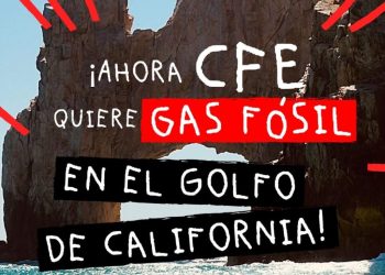 Proyecto de energía con gas de la CFE en Los Cabos amenaza el hábitat del tiburón ballena, advierten ambientalistas