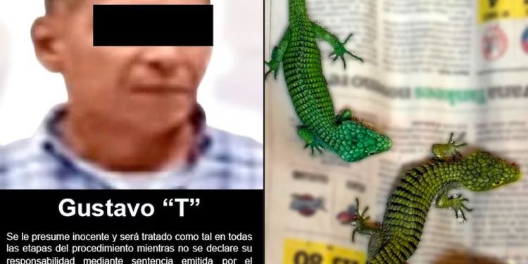 FGR detiene a traficante de reptiles antes de volar a Japón