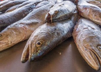 Buscan establecer corrales para engordar curvina golfina