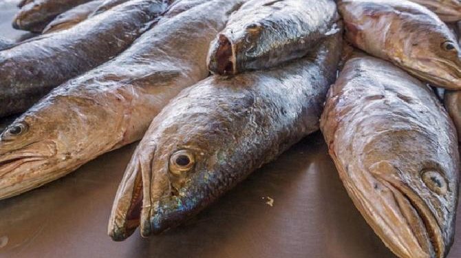 Buscan establecer corrales para engordar curvina golfina