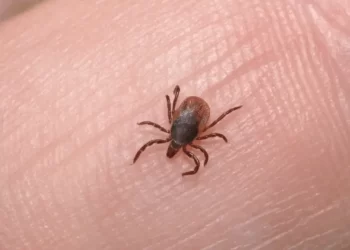 Sonora reporta 18 fallecimientos y 38 casos confirmados de rickettsia en lo que va del año