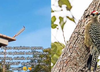 Pájaro carpintero “bélico” causa pánico en Conalep de Sonora por imitar sonido de ráfagas de fuego