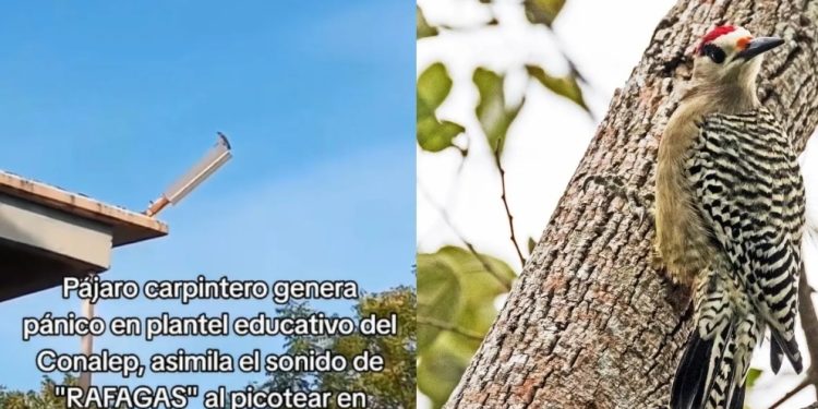 Pájaro carpintero “bélico” causa pánico en Conalep de Sonora por imitar sonido de ráfagas de fuego