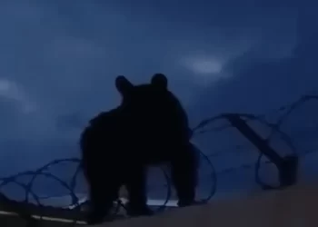 Captan a Oso Paseando en Zona Habitada de Ímuris