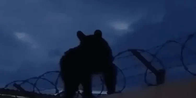 Captan a Oso Paseando en Zona Habitada de Ímuris