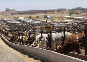 Abrirá EU frontera para cruce de ganado criado en Chihuahua y Sonora