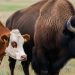 El curioso híbrido entre vaca y bisonte: descubre el nombre de esta sorprendente cruza