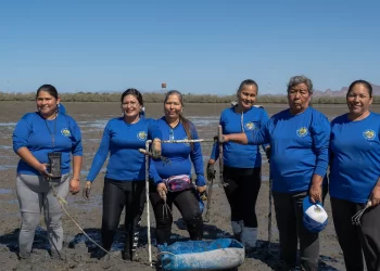 Salvar a las almejas: estas mujeres luchan por conservar una forma de vida sustentable en Sonora