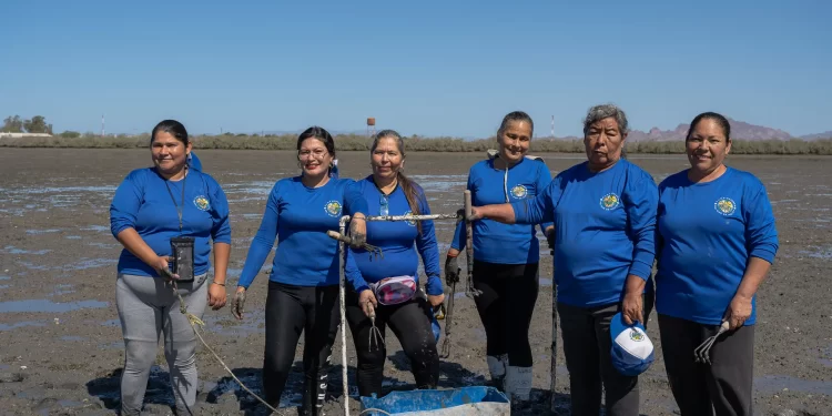 Salvar a las almejas: estas mujeres luchan por conservar una forma de vida sustentable en Sonora