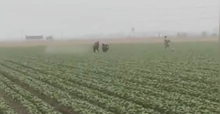 Redadas antimigrantes del ICE llegan a los campos agrícolas de California