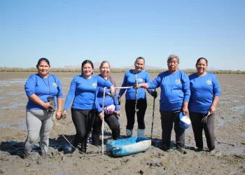 Un grupo de mujeres restaura la almeja arrocera en Bahía de Kino