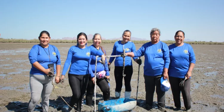 Un grupo de mujeres restaura la almeja arrocera en Bahía de Kino