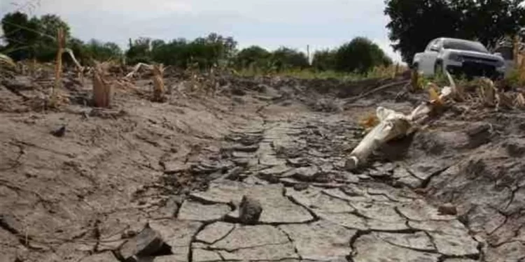 Ahorca sequía al agro en norte del País