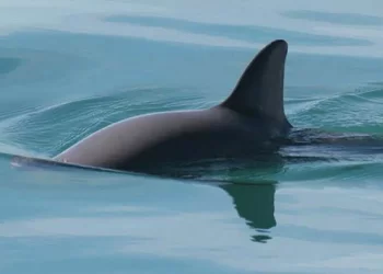 La vaquita marina: el mamífero marino más amenazado del planeta