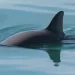 La vaquita marina: el mamífero marino más amenazado del planeta