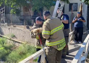 Bomberos Rescatan a Perrito que Cayó a Canal Pluvial en Hermosillo