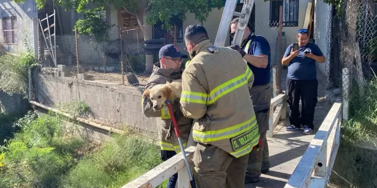 Bomberos Rescatan a Perrito que Cayó a Canal Pluvial en Hermosillo