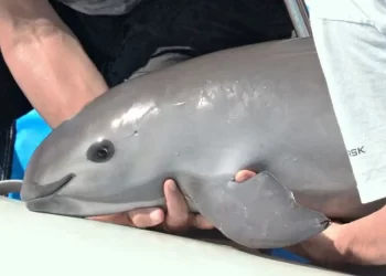 Vaquita Marina: el último llamado antes de la extinción