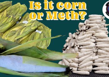 Aseguran cargamento de droga disfrazado como mazorcas de maíz en la frontera entre Sonora y Arizona