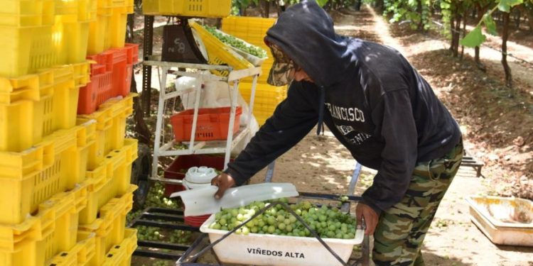 Se posiciona Sonora como principal productor de uva de mesa en México