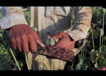 Campesinos y caciques, los pioneros del negocio del opio en el noroeste mexicano