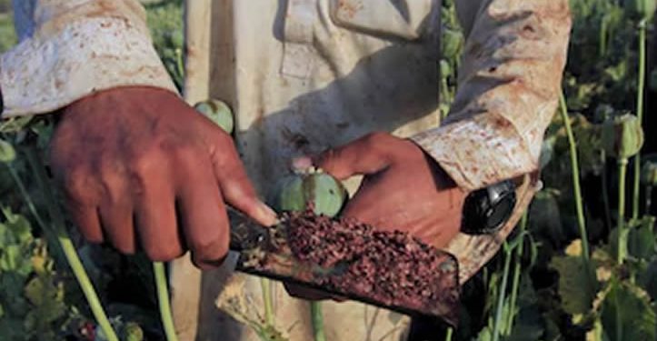 Campesinos y caciques, los pioneros del negocio del opio en el noroeste mexicano