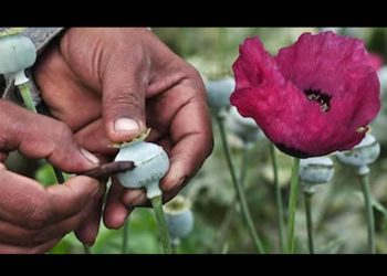 El inicio de la red de distribución de opiáceos en México; el surgimiento del triángulo dorado