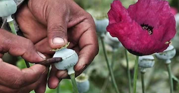 El inicio de la red de distribución de opiáceos en México; el surgimiento del triángulo dorado