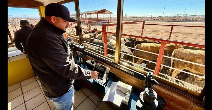 Apertura de la frontera para la exportación de ganado a EE UU a partir del 7 de julio