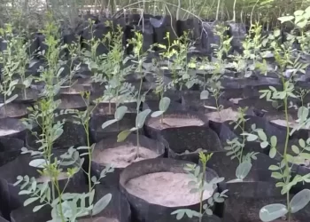 Realizarán Donación de Árboles Nativos en Vivero de Hermosillo ¿Cuándo Será?