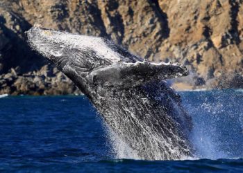 Qué dijo el Príncipe Guillermo del mexicano José Luis Ceseña, un héroe de la conservación en el Mar de Cortés