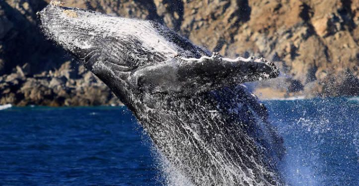 Qué dijo el Príncipe Guillermo del mexicano José Luis Ceseña, un héroe de la conservación en el Mar de Cortés
