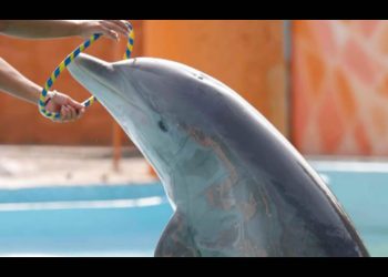 Diputados prohíben uso de delfines y mamíferos marinos en espectáculos; pasa al Ejecutivo