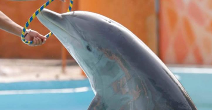 Diputados prohíben uso de delfines y mamíferos marinos en espectáculos; pasa al Ejecutivo
