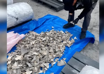 Aseguran cargamento de 2 mil 400 kilos de aletas de tiburón; pretendían enviarlo a China
