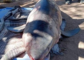 Activan alerta de tiburón en playas de Camahuiroa en sur de Sonora