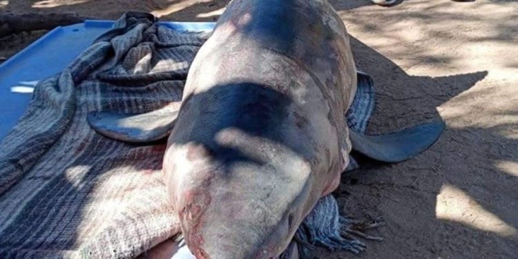 Activan alerta de tiburón en playas de Camahuiroa en sur de Sonora