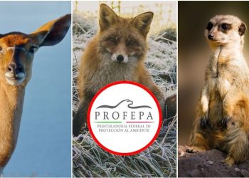 Profepa lanza guía para detectar y reportar la venta ilegal de vida silvestre en redes sociales