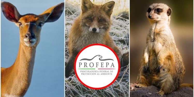 Profepa lanza guía para detectar y reportar la venta ilegal de vida silvestre en redes sociales